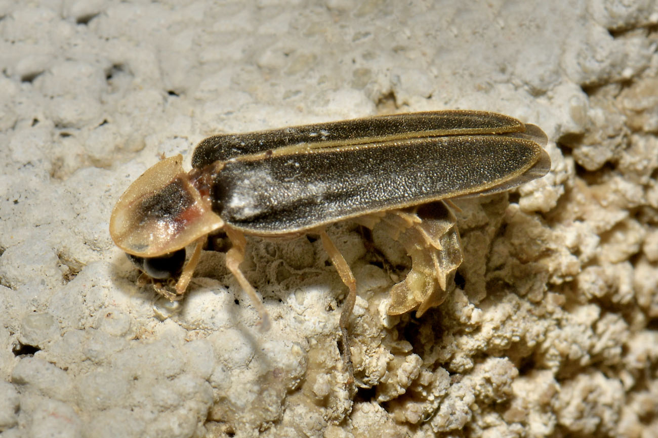Lampyridae: Lampyris fuscata